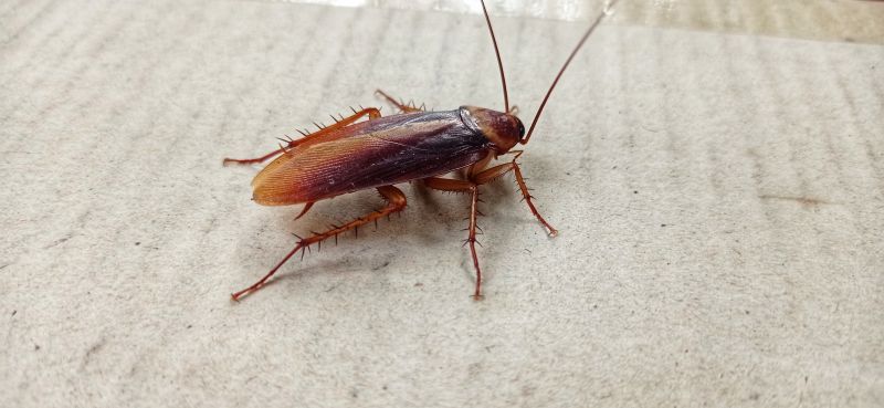 Roach Fumigation in Tampa, FL
