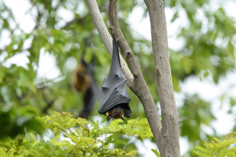 Bat Removal