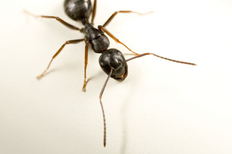 Black Ant Extermination in Frisco, TX