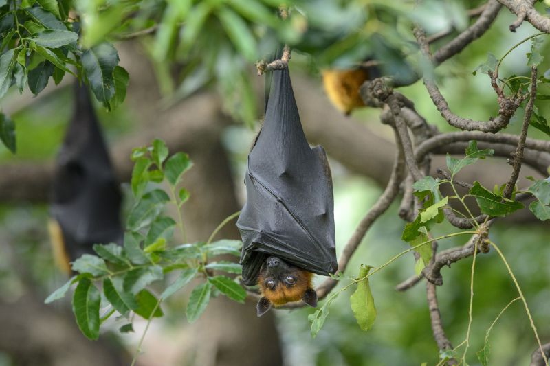 Common Bird And Bat Problems In Warehouses, Factories, And Plants