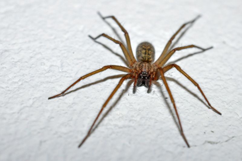 Common Spiders Extermination in Mckinney, TX