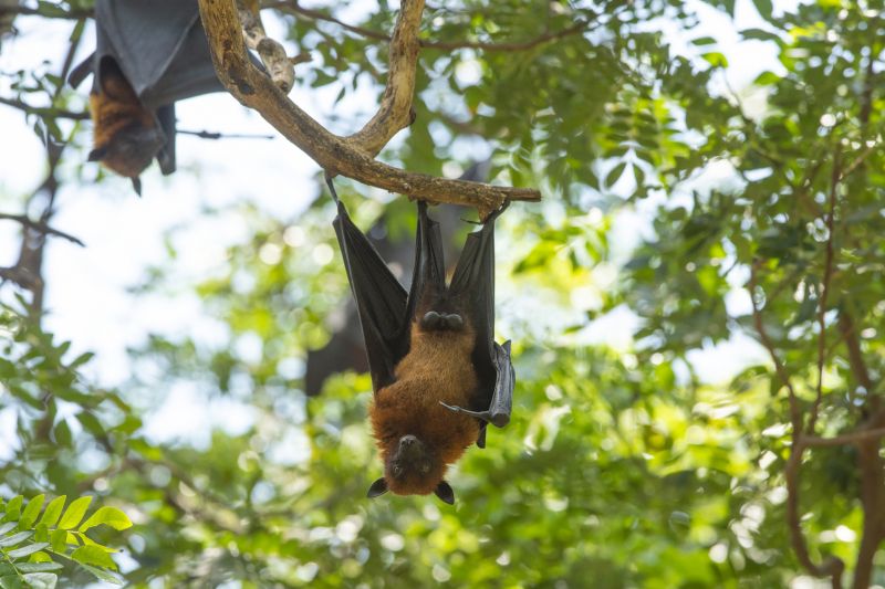 Cost of Bat Removal — Cost of Bat Removal