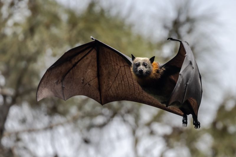Cost of Bat Removal — Cost of Bat Removal