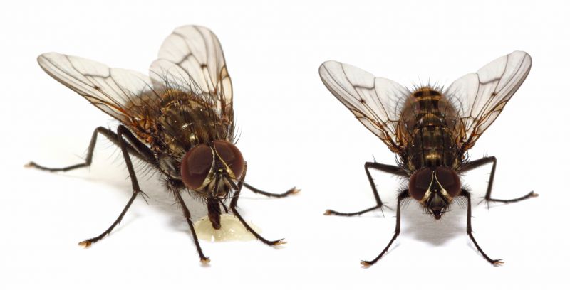 Fly Control Service in Mckinney, TX