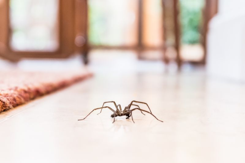 Huntsman Spider Extermination in Mckinney, TX