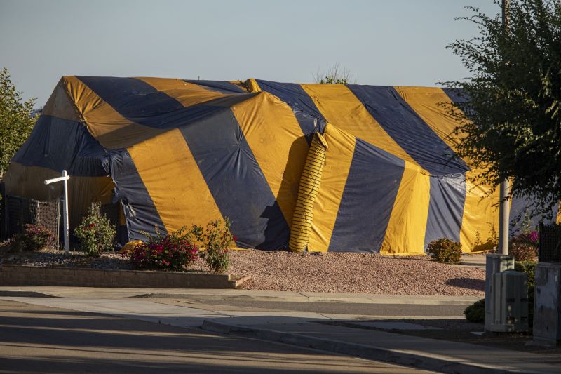Termite Tenting in Bellingham, WA