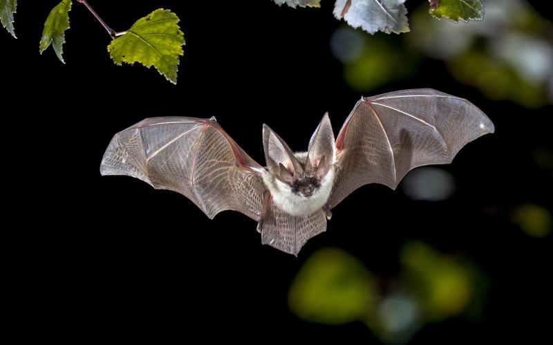 Why Commercial Bird And Bat Control Requires Professional Solutions