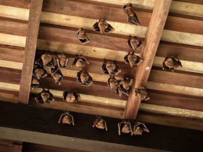 Prevent Structural Damage